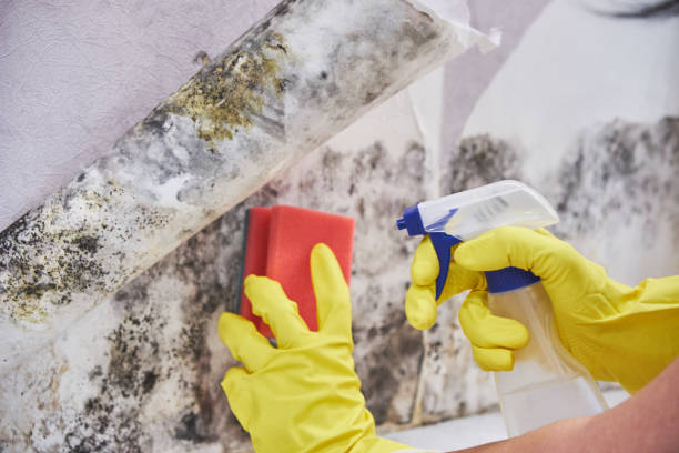 Best Mold Damage Restoration  in Perry, FL